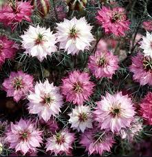 Pink Nigella Flower Seeds