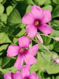 Pink Oxalis Flower Seeds