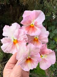 Pink Pansy Flower Seeds for - Heirloom Non GMO Premium Garden Seeds for Planting, High Germination Outdoor Plants