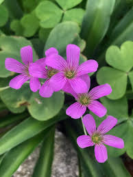 Pink Oxalis Acetosella Flower Seeds for Planting Heirloom Non-GMO High Germination Organic Garden Seeds