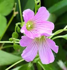 Pink Oxalis Acetosella Flower Seeds for Planting Heirloom Non-GMO High Germination Organic Garden Seeds