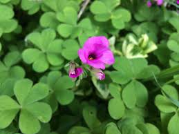 Pink Oxalis Acetosella Flower Seeds for Planting Heirloom Non-GMO High Germination Organic Garden Seeds