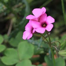 Pink Oxalis Acetosella Flower Seeds for Planting Heirloom Non-GMO High Germination Organic Garden Seeds