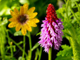Pink Orchid Primrose Flower Seeds for Planting Heirloom Non-GMO High Germination Organic Garden Seeds