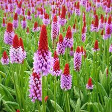 Pink Orchid Primrose Flower Seeds