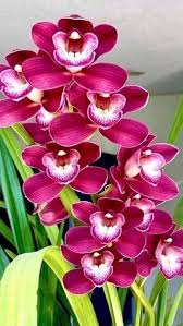 Pink Cymbidium Orchid Flower Seeds