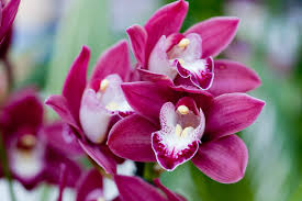 Pink Cymbidium Orchid Flower Seeds - Heirloom Non GMO Garden Seeds for Planting, High Germination Quality