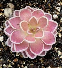 Pink Pinguicula Flower Seeds