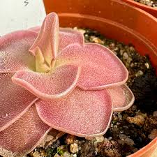 Pink Pinguicula Flower Seeds Heirloom - Heirloom Non GMO Premium Garden Seeds for Planting, High Germination Outdoor Pla