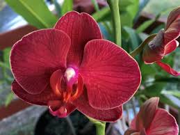 Red Phalaenopsis Flower Seeds for - Heirloom Non GMO Premium Garden Seeds for Planting, High Germination Outdoor Plants