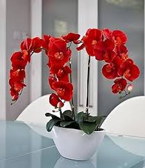 Red Phalaenopsis Orchids Flower Seeds for Planting Heirloom - Heirloom Non GMO High Germination Organic Flower Seeds