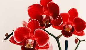 Red Phalaenopsis Orchids Flower Seeds