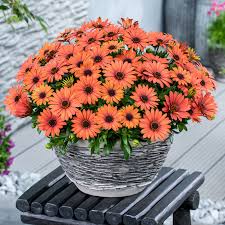 Orange Osteospermum Flower Seeds