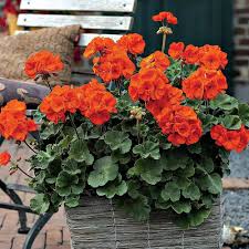 Orange Pelargonium Flower Seeds for - Heirloom Non GMO Premium Garden Seeds for Planting, High Germination Outdoor Plant