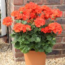 Orange Pelargonium Flower Seeds for - Heirloom Non GMO Premium Garden Seeds for Planting, High Germination Outdoor Plant