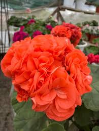 Orange Pelargonium Flower Seeds