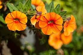 Orange Petunia Flower Seeds