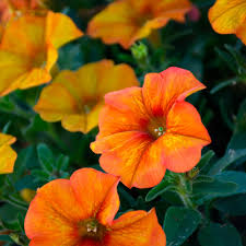 Orange Petunia Flower Seeds