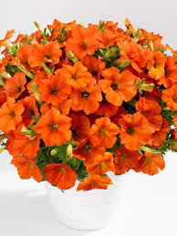 Orange Petunia Flower Seeds