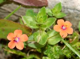 Orange Pimpernel Flower Seeds for - Heirloom Non GMO Premium Garden Seeds for Planting, High Germination Outdoor Plants