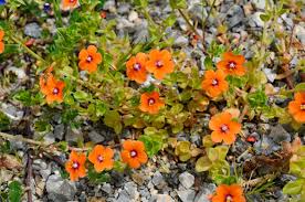 Orange Pimpernel Flower Seeds for - Heirloom Non GMO Premium Garden Seeds for Planting, High Germination Outdoor Plants