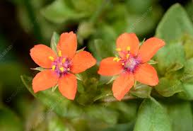Orange Pimpernel Flower Seeds