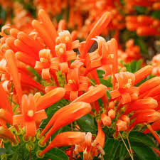 Orange Pyrostegia Flower Seeds for - Heirloom Non GMO Premium Garden Seeds for Planting, High Germination Outdoor Plants