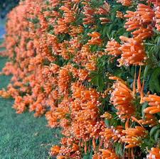 Orange Pyrostegia Flower Seeds for - Heirloom Non GMO Premium Garden Seeds for Planting, High Germination Outdoor Plants