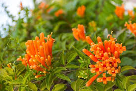 Orange Pyrostegia Flower Seeds for Planting Heirloom Non-GMO High Germination Organic Garden Seeds Rare Blooming Vine