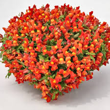 Red Orange Calibrachoa Flower Seeds