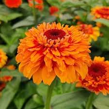 Red Orange Zinnia Flower Seeds - Heirloom Non GMO Premium Garden Seeds for Planting, High Germination Outdoor Plants