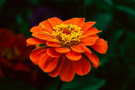 Red Orange Zinnia Flower Seeds