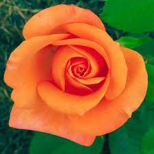 Orange Rose Flower Seeds for - Heirloom Non GMO Premium Garden Seeds for Planting, High Germination Outdoor Plants