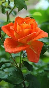 Orange Rose Flower Seeds for - Heirloom Non GMO Premium Garden Seeds for Planting, High Germination Outdoor Plants