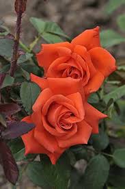 Orange Rose Flower Seeds