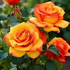 Orange Giant Rose Flower Seeds for Planting Heirloom Non-GMO High Germination Colorful Blooms - Heirloom Non GMO High