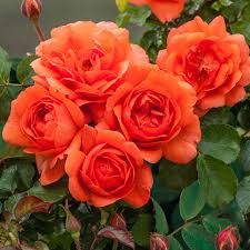 Orange Giant Rose Flower Seeds for Planting Heirloom Non-GMO High Germination Colorful Blooms - Heirloom Non GMO High