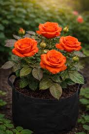Orange Giant Rose Flower Seeds