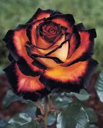 Orange Black Rose Flower Seeds - Heirloom Non GMO High Germination Premium Flower Seeds for Home Garden
