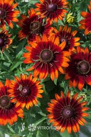 Orange Rudbeckia Flower Seeds for - Heirloom Non GMO Premium Garden Seeds for Planting, High Germination Outdoor Plants