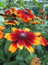 Orange Rudbeckia Flower Seeds for - Heirloom Non GMO Premium Garden Seeds for Planting, High Germination Outdoor Plants