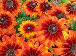 Orange Rudbeckia Flower Seeds for - Heirloom Non GMO Premium Garden Seeds for Planting, High Germination Outdoor Plants