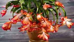 Orange Schlumbergera Flower Seeds