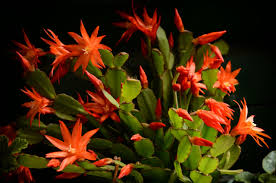 Orange Schlumbergera Flower Seeds for - Heirloom Non GMO Premium Garden Seeds for Planting, High Germination Outdoor Pla