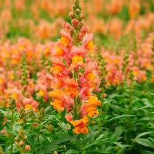 Orange Snapdragon Flower Seeds Heirloom - Heirloom Non GMO Premium Garden Seeds for Planting, High Germination Outdoor P