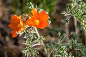 Orange Sphaeralcea Flower Seeds Seeds - Heirloom Non GMO Premium Garden Seeds for Planting, High Germination Outdoor Pla