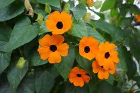 Orange Thunbergia Flower Seeds