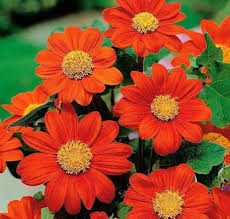 Orange Tithonia Flower Seeds Seeds - Heirloom Non GMO Premium Garden Seeds for Planting, High Germination Outdoor Plants