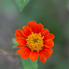 Orange Tithonia Flower Seeds