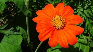 Orange Tithonia Rotundifolia Flower Seeds - Heirloom Non GMO Premium Garden Seeds for Planting, High Germination Outdoor